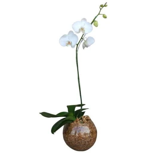 Orquidea blanca